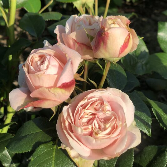 Rosa 'Aphrodite'® (= 'tanetidor'®)