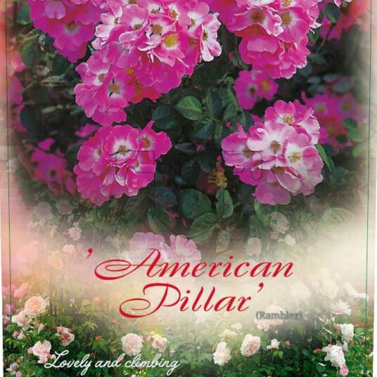Rosa 'American Pillar'
