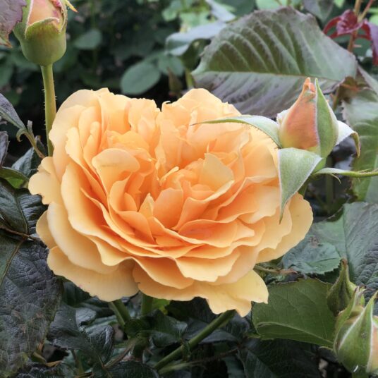 Rosa 'Amber Queen'® (= 'harroony'®)