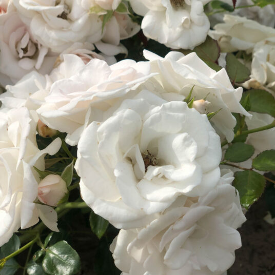 Rosa 'Aspirin Rose'® (='glacier mag./'taniripsa'®)