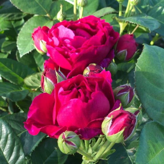Rosa 'Ascot'