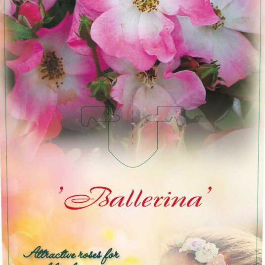 Rosa 'Ballerina'