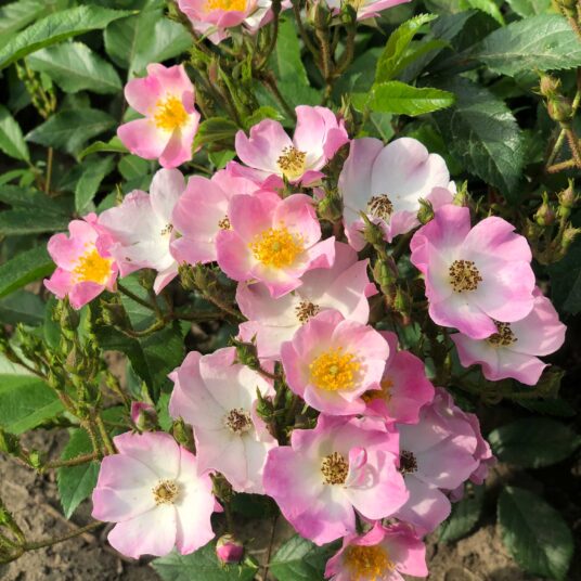 Rosa 'Ballerina'