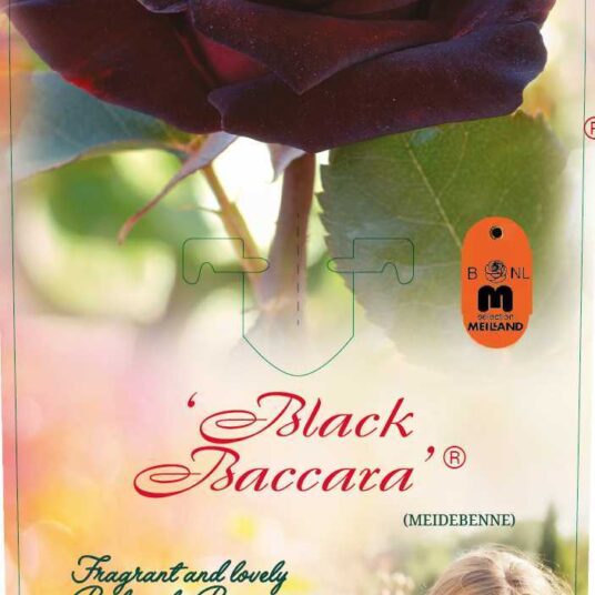 Rosa 'Black Baccara'® (= 'meidebenne'®)