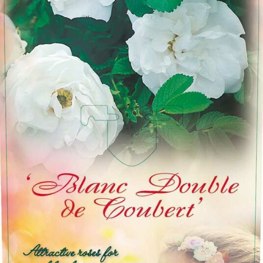 Rosa 'Blanc Double de Coubert'