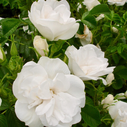 Rosa 'Blanc Double de Coubert'