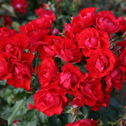 Rosa 'Black Forest Rose'® adr 2010