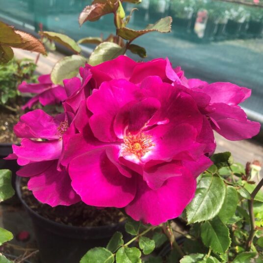 Rosa 'Bluebell'®