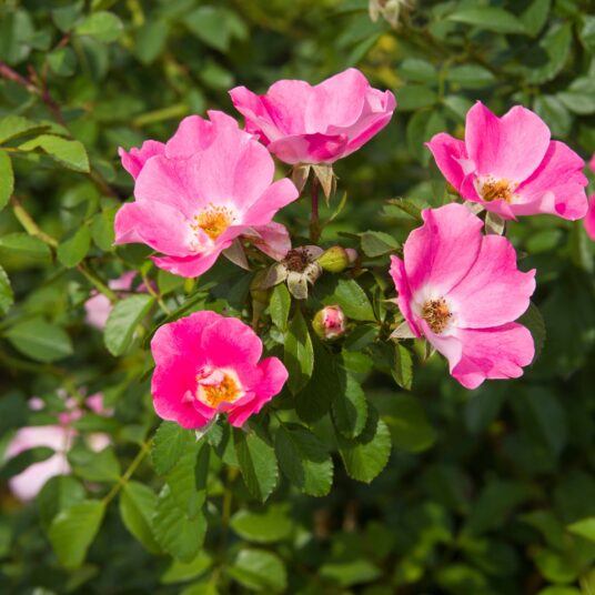 Rosa 'Bingo Meidiland'® (= 'meipotal'®)