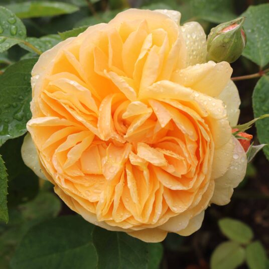 Rosa 'Bring Me Sunshine' (david austin®)