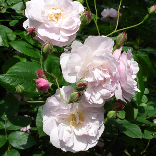 Rosa 'Blush Noisette' (= 'philippe noisette')