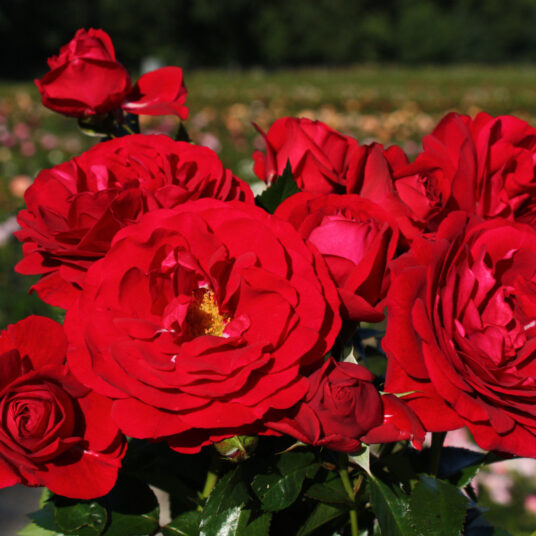 Rosa 'Bordeaux'®