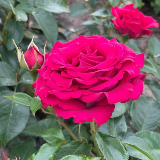 Rosa 'Belle Rives'®