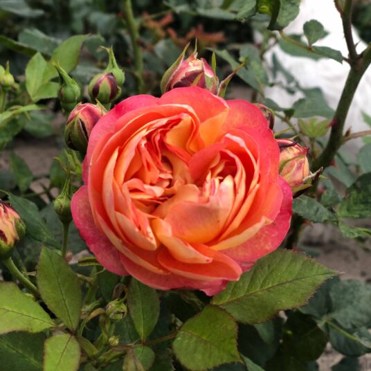 Rosa 'Baby Romantica'®