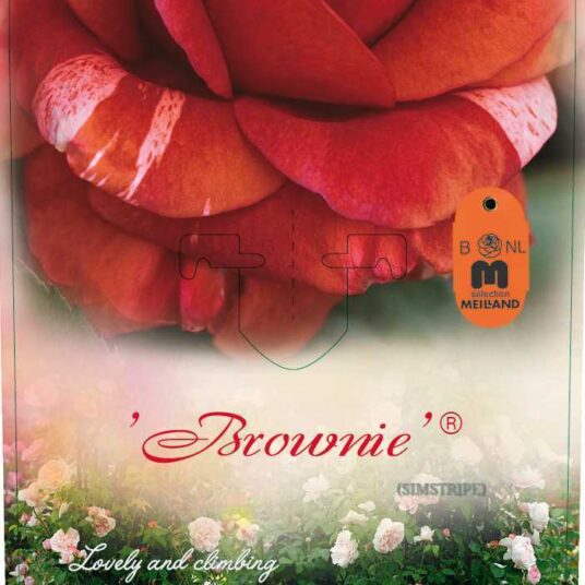 Rosa 'Brownie'®