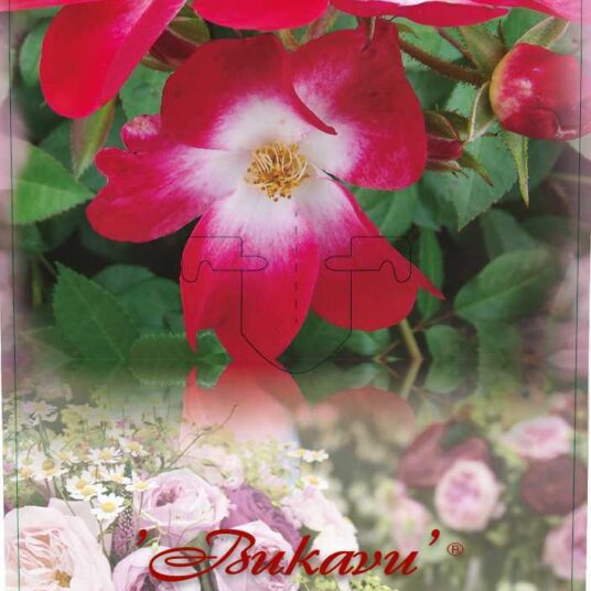 Rosa 'Bukavu'