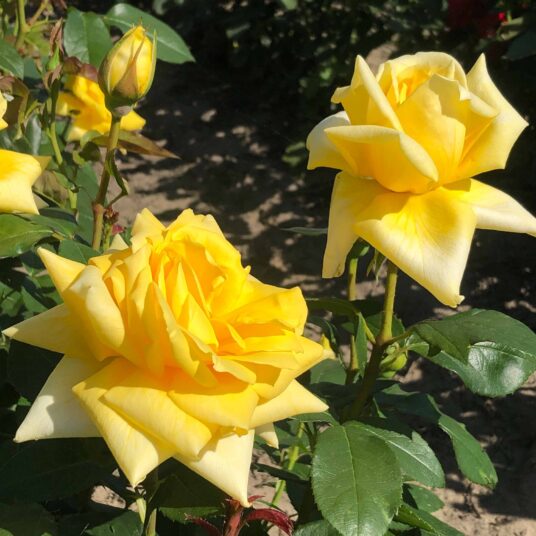 Rosa 'Candide'® (= 'poulgav'®, goldstar®)