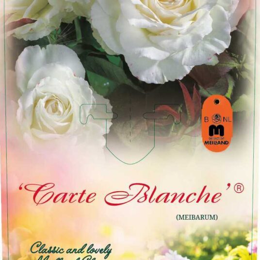 Rosa 'Carte Blanche'® (= 'meibaringa'®)