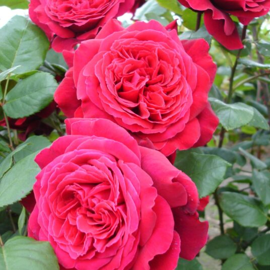 Rosa 'Climbing Botero'®