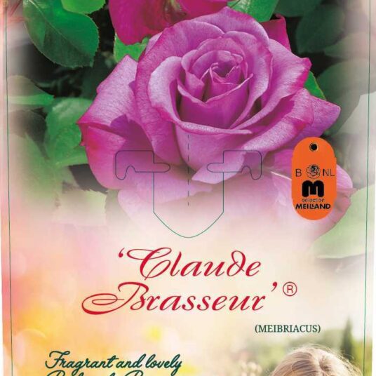Rosa 'Claude Brasseur'