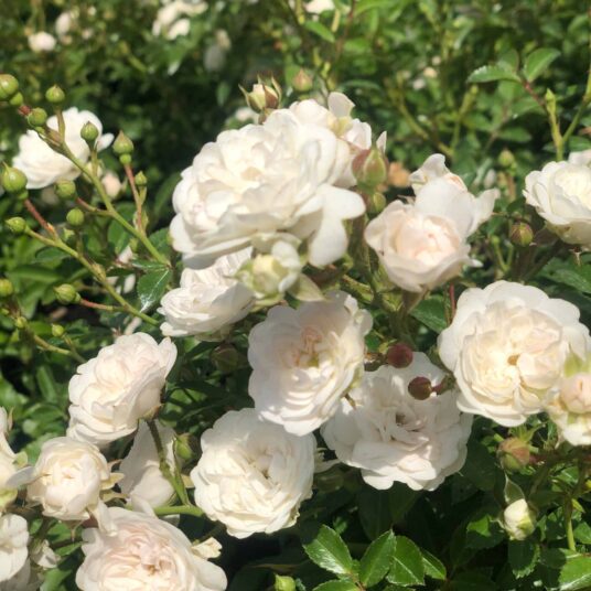 Rosa 'Crystal Fairy'®