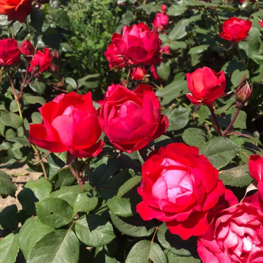 Rosa 'Cherry Bonica'®