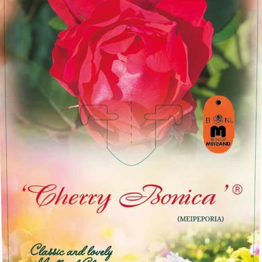 Rosa 'Cherry Bonica'®