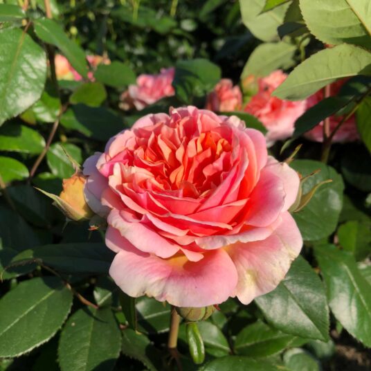 Rosa 'Chippendale'® (= 'duchess of cornwall'®)