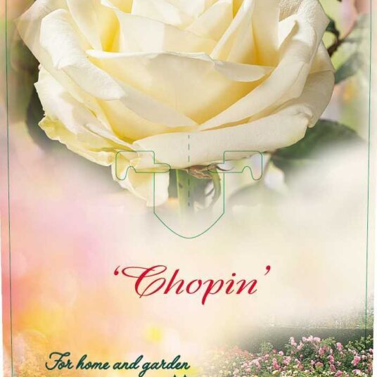 Rosa 'Chopin'®