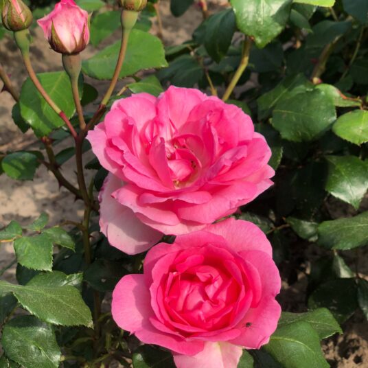 Rosa 'Centenaire de Lourdes' (= 'delge')