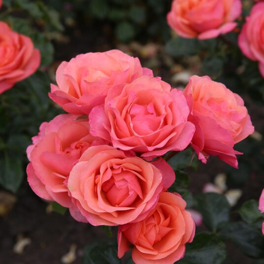 Rosa 'Coral Lions Rose'® (rosa korzwanlio)