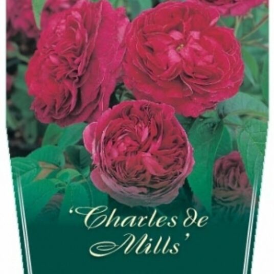 Rosa 'Charles de Mills'