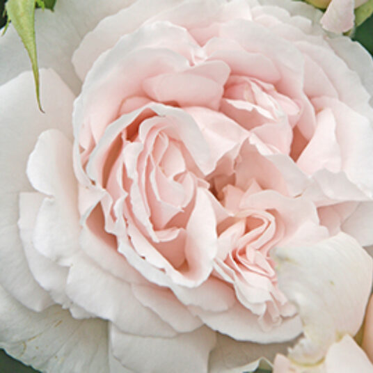 Rosa 'Constanze Mozart'®