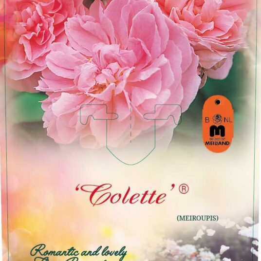 Rosa 'Colette'® (= 'meiroupis'®)