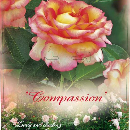Rosa 'Compassion'®