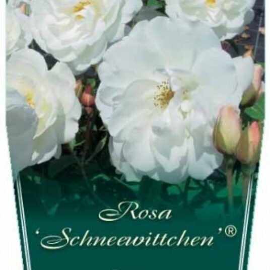 Rosa 'Climbing Schneewittchen'® (=climb Iceberg'®)