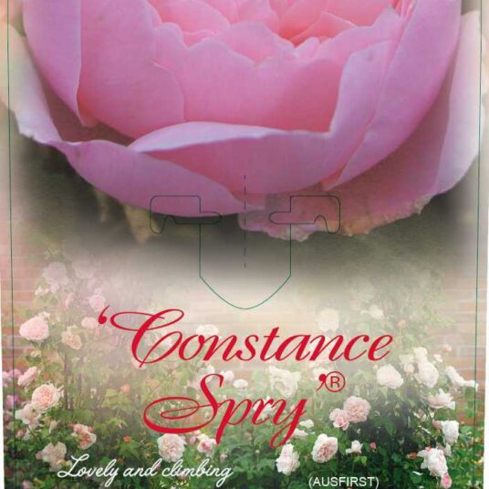 Rosa 'Constance Spry'
