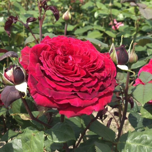 Rosa climbing 'Winschoten'® (= 'botero/meiafone'®)