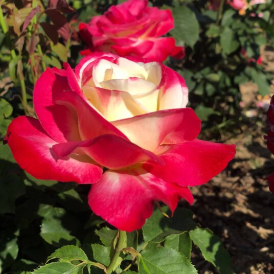 Rosa 'Double delight' (= 'andeli')