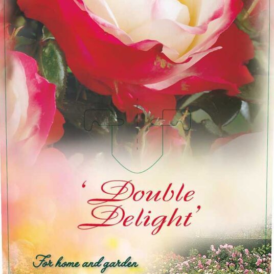 Rosa 'Double delight' (= 'andeli')