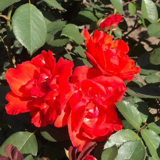 Rosa 'Diablotin' (= 'delpo')