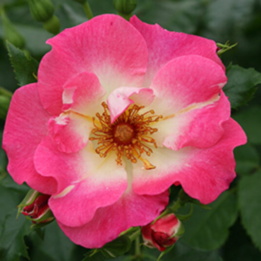 Rosa 'Dolomiti'® adr 2009