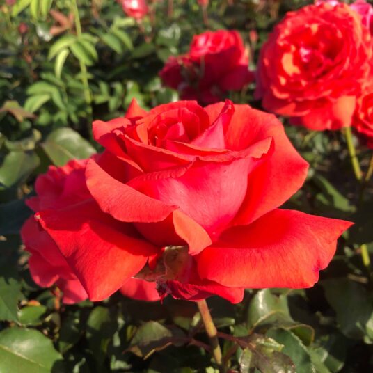 Rosa 'Duftwolke'® (= 'tanellis'®)