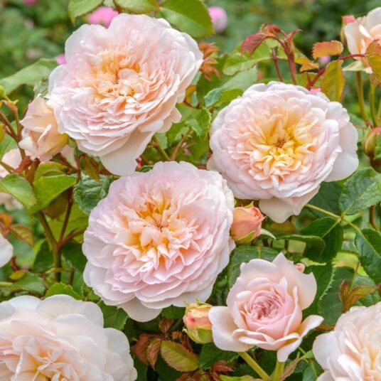 Rosa 'Emily Bronte' (david austin®)