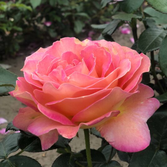 Rosa 'Elle'® (= 'meibderos'®)