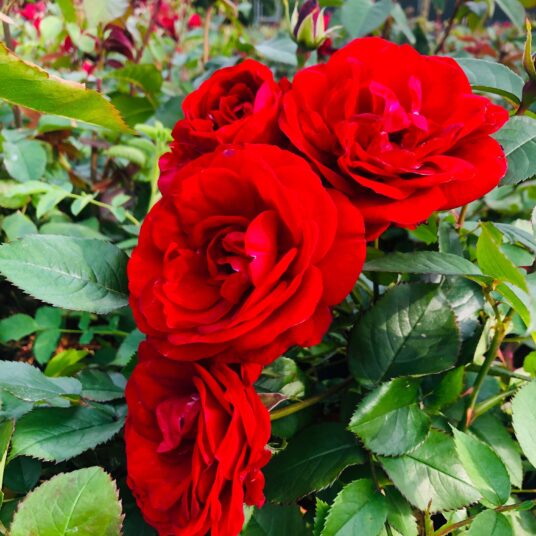 Rosa 'Europeana'