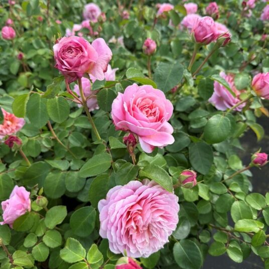 Rosa 'Eusticia Vye'  (david austin®)