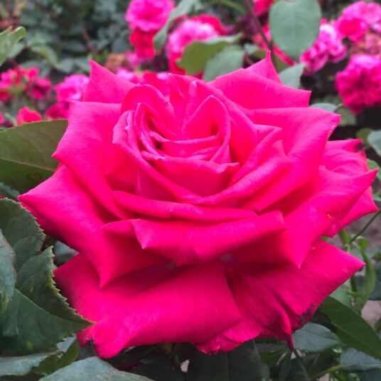 Rosa 'First Blush'® (= 'lol. lempica/meizincaro'®)