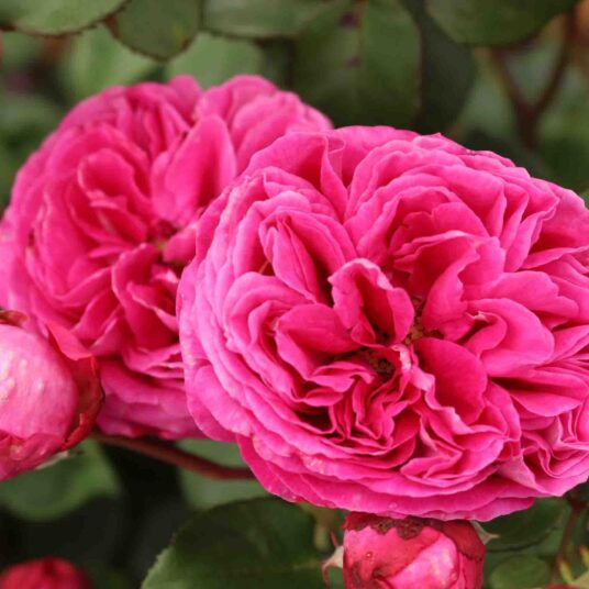 Rosa 'Freifrau Caroline'®