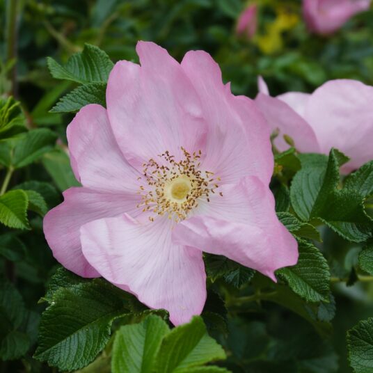 Rosa 'Frau Dagmar Hastrup' (= 'dagmar hastrup')
